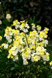 Image result for Cheiranthus cheiri