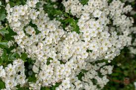 Attēlu rezultāti vaicājumam “Crataegus macracantha flower”