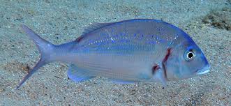 Image result for Pagrus