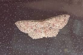 Attēlu rezultāti vaicājumam “Cyclophora pendularia”