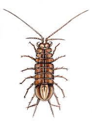 Attēlu rezultāti vaicājumam “Asellus aquaticus”