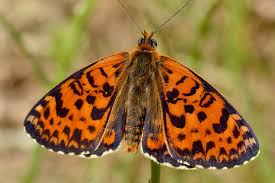 Attēlu rezultāti vaicājumam “Melitaea didyma underside”