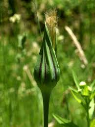 Image result for Tragopogon pratensis
