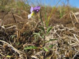 Attēlu rezultāti vaicājumam “Viola tricolor subsp. curtisii bud”