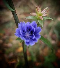 Attēlu rezultāti vaicājumam “Cichorium intybus flower”