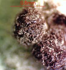 Attēlu rezultāti vaicājumam “Didymium xanthopus macro”