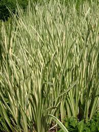 Attēlu rezultāti vaicājumam “Cychramus variegatus”