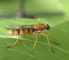 Attēlu rezultāti vaicājumam “Xylophagidae”