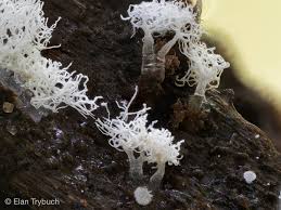 Attēlu rezultāti vaicājumam “Ceratiomyxa fruticulosa young”