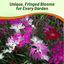 Image result for Dianthus superbus