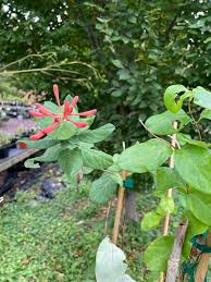 Attēlu rezultāti vaicājumam “Lonicera”