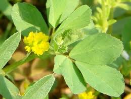 Attēlu rezultāti vaicājumam “Medicago lupulina flower”
