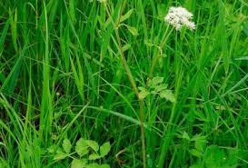 Attēlu rezultāti vaicājumam “Angelica palustris”