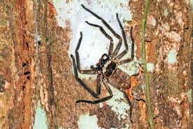 Attēlu rezultāti vaicājumam “Sparassidae”