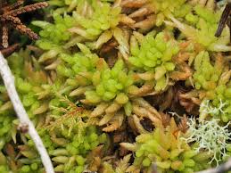 Attēlu rezultāti vaicājumam “Sphagnum papillosum”