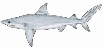 Image result for Carcharhinus leucas