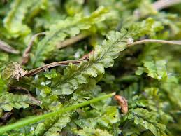 Attēlu rezultāti vaicājumam “Chiloscyphus”