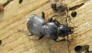 Attēlu rezultāti vaicājumam “Pterostichus aethiops”