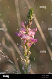 Attēlu rezultāti vaicājumam “Onobrychis arenaria fruit”
