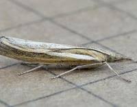 Attēlu rezultāti vaicājumam “Agriphila tristella”