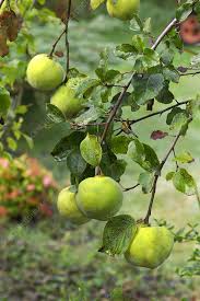 Attēlu rezultāti vaicājumam “Cydonia oblonga fruit”
