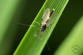 Attēlu rezultāti vaicājumam “Cricotopus”