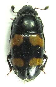 Attēlu rezultāti vaicājumam “Glischrochilus grandis”