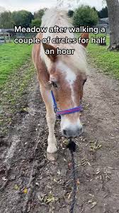 Image result for Beechwood Riding School