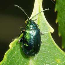 Attēlu rezultāti vaicājumam “Altica sp.”