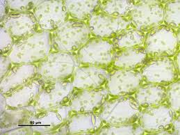 Attēlu rezultāti vaicājumam “Jungermannia hyalina”