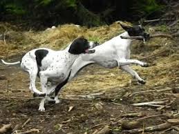 Image result for Pointers