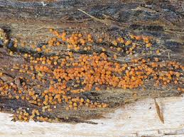 Attēlu rezultāti vaicājumam “Nectria peziza”