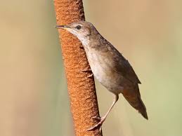 Image result for Locustella luscinioides