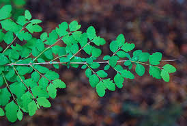 Attēlu rezultāti vaicājumam “Symphoricarpos albus”