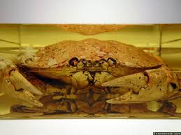 Image result for Cancer irroratus