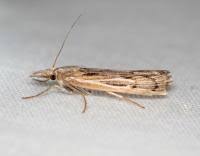 Attēlu rezultāti vaicājumam “Pediasia fascelinella”