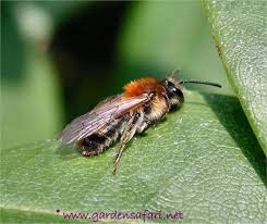 Attēlu rezultāti vaicājumam “Andrena”