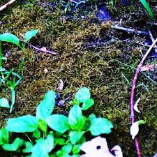 Attēlu rezultāti vaicājumam “Tortula truncata sporophyte”