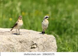 Attēlu rezultāti vaicājumam “Oenanthe oenanthe male”