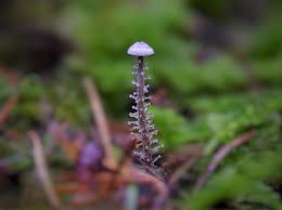 Attēlu rezultāti vaicājumam “Diderma subviridifuscum var. macrospora* young”