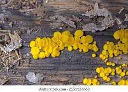 Attēlu rezultāti vaicājumam “Bisporella citrina”