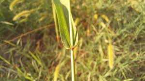 Attēlu rezultāti vaicājumam “Setaria viridis leaf”