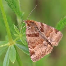 Attēlu rezultāti vaicājumam “Euclidia glyphica”