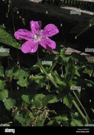 Attēlu rezultāti vaicājumam “Geranium palustre flower”