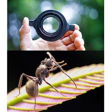 Attēlu rezultāti vaicājumam “Diderma roanense macro”