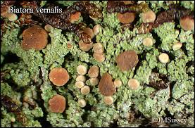 Attēlu rezultāti vaicājumam “Biatora sphaeroides”