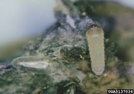 Attēlu rezultāti vaicājumam “Tetropium fuscum”