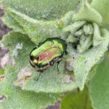 Attēlu rezultāti vaicājumam “Cetonia aurata imago”