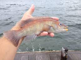 Image result for Tautogolabrus adspersus