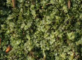 Attēlu rezultāti vaicājumam “Calypogeia”